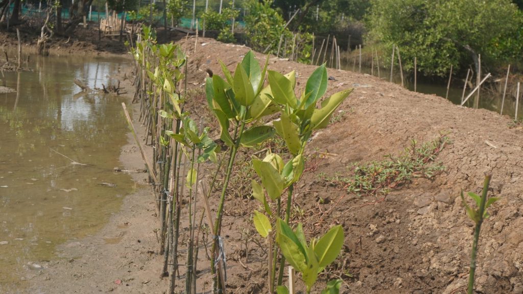 Bagaimana Mangrove Menyimpan Emisi Karbon?