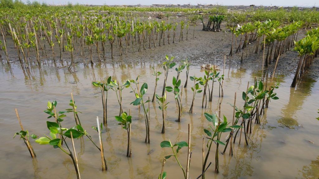 Keunggulan Mangrove Data dalam Menyediakan Informasi Ekosistem Pesisir Indonesia
