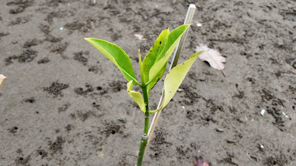 Mangrove Data: Mendukung Mahasiswa dalam Tugas Akademik dan Penelitian