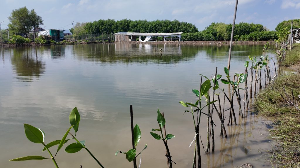 Mangrove Tag Dukung Penguatan Basis Data Mangrove Nasional Melalui Kolaborasi Bersama Mangrove Data