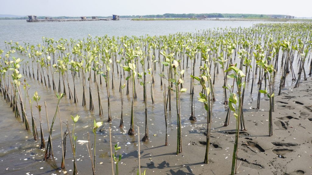 Mengapa Mangrove Sangat Penting bagi Kehidupan dan Lingkungan