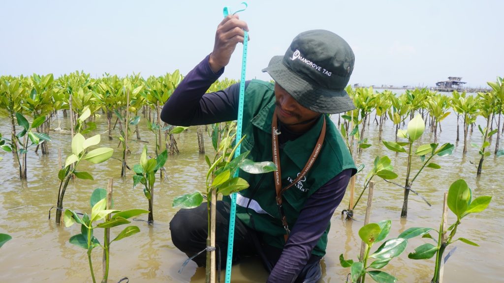 Menguatkan Konservasi Melalui Data: Upaya Mangrove Data Menghimpun Informasi Mangrove Indonesia