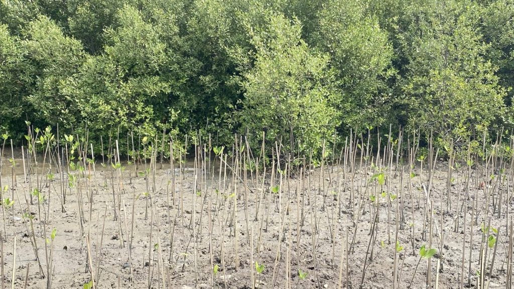 Pentingnya Data Mangrove untuk Konservasi dan Pengelolaan Berkelanjutan