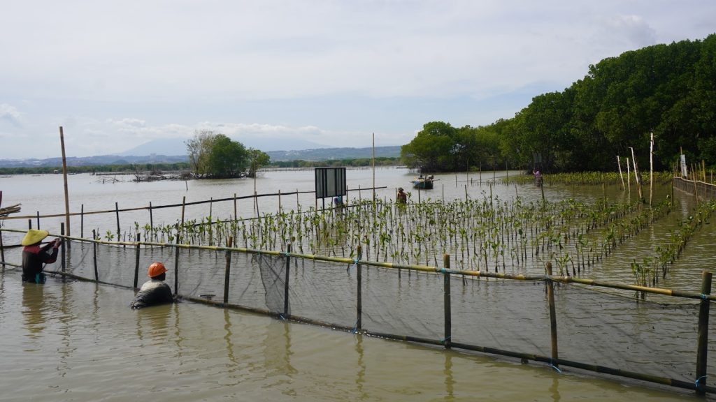 Baseline mangrove untuk konservasi dan rehabilitasi
