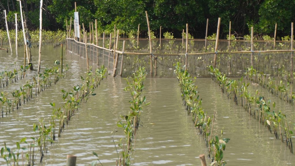 Data biodiversitas mangrove untuk pengelolaan ekosistem