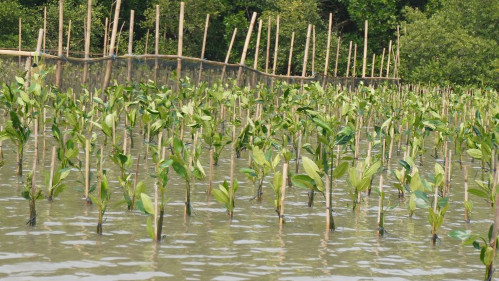 Data mangrove untuk penelitian dan pengelolaan ekosistem mangrove