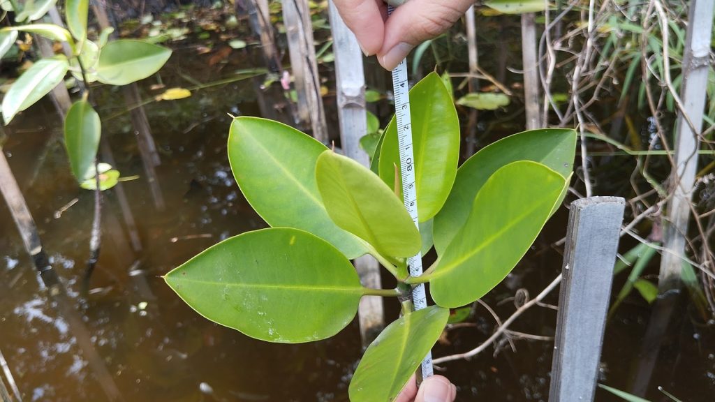 Data mangrove untuk ESG perusahaan
