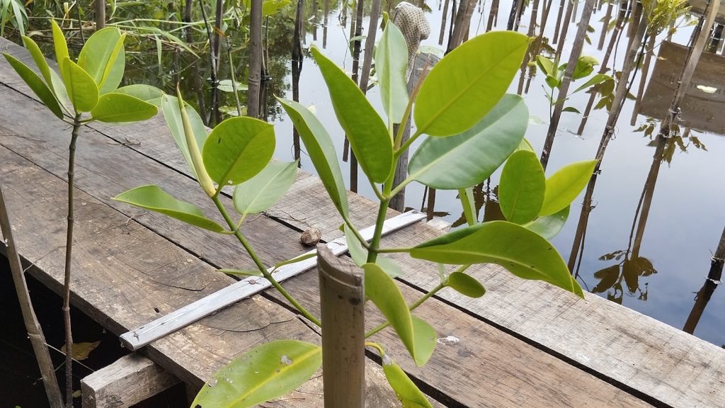 Data rehabilitasi mangrove untuk menilai kelayakan lokasi