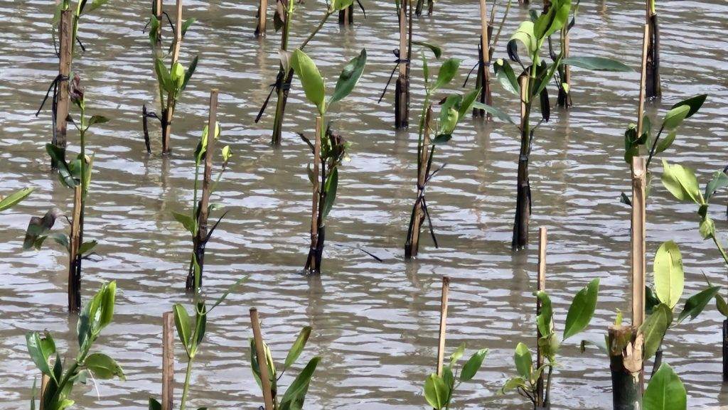 Data salinitas mangrove untuk rehabilitasi mangrove