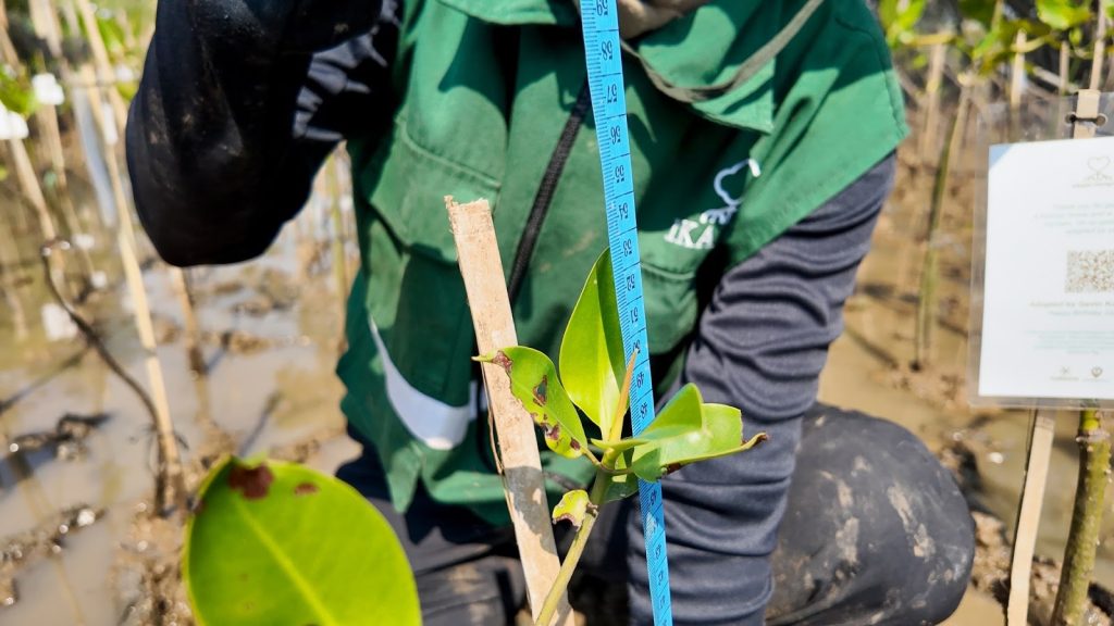 Ground truthing mangrove untuk validasi pemetaan mangrove
