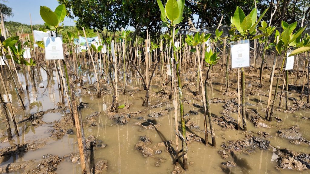 mangrove.jpg Monitoring mangrove untuk evaluasi rehabilitasi mangrove