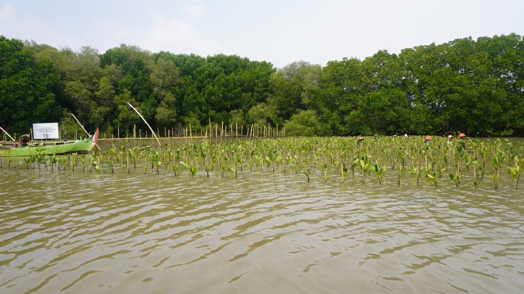 Perubahan tutupan mangrove dari data spasial