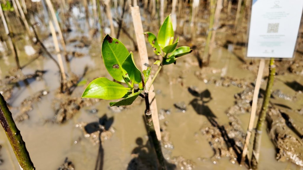 Stok karbon mangrove dan serapan karbon mangrove