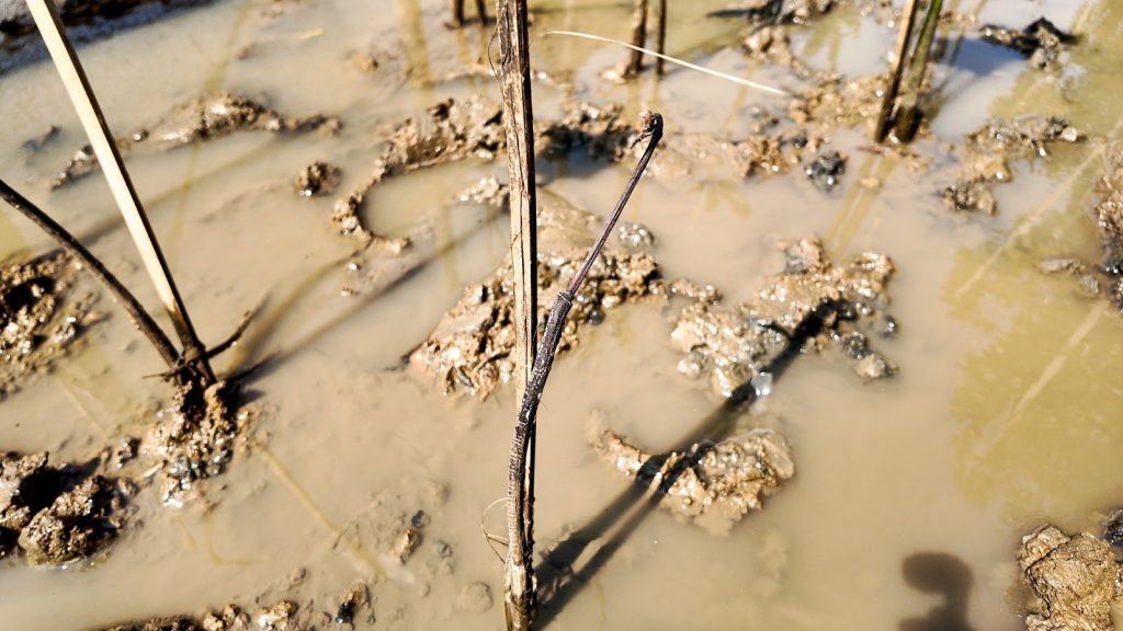 Survival rate mangrove untuk monitoring rehabilitasi mangrove
