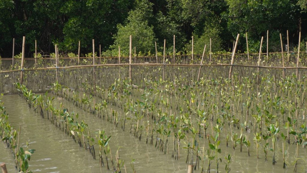Survival rate mangrove dalam evaluasi rehabilitasi