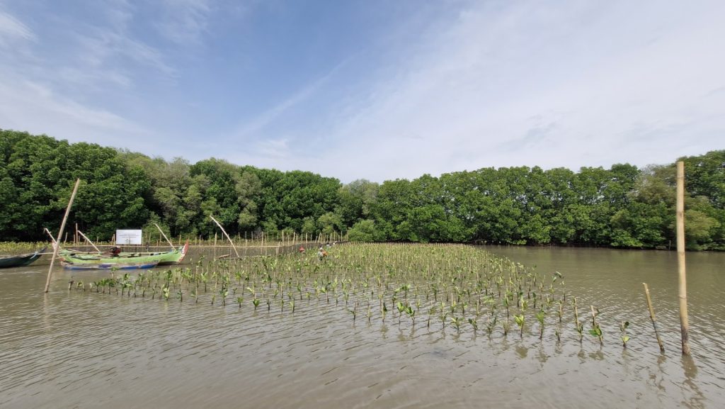 Titik sampling ekosistem mangrove untuk survei lapangan